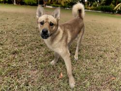 Shelter Stray Male Dog last seen 41ST DR/MICHIGAN AVE, 5501 E Van Buren St, Phoenix, AZ 85008, USA