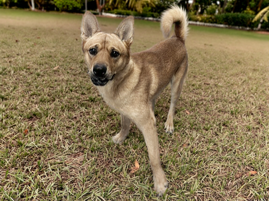 Shelter Stray Male Dog last seen 41ST DR/MICHIGAN AVE, 5501 E Van Buren St, Phoenix, AZ 85008, USA