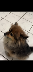 Reunited Male Dog last seen Broad Ave. / Henry St., Palisades Park, NJ 07650