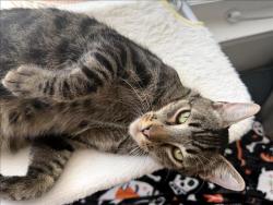 Shelter Stray Male Cat last seen , 957 N Gaffey St, San Pedro, CA 90731, USA