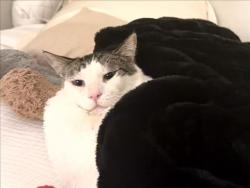 Shelter Stray Male Cat last seen , 957 N Gaffey St, San Pedro, CA 90731, USA