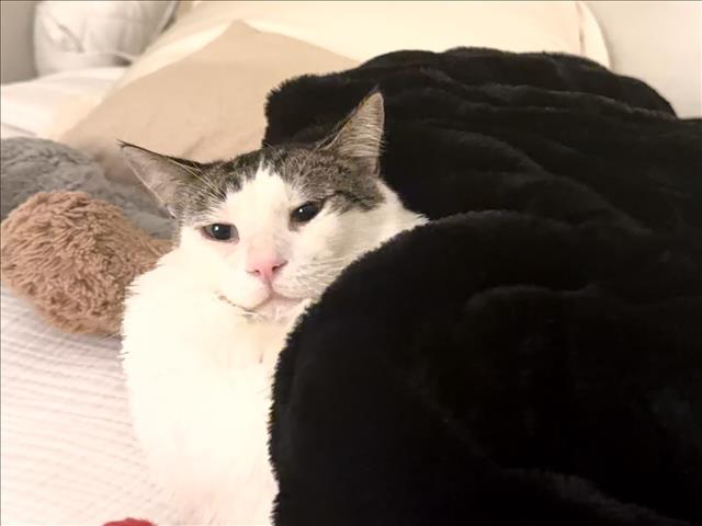 Shelter Stray Male Cat last seen , 957 N Gaffey St, San Pedro, CA 90731, USA