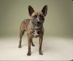 Shelter Stray Female Dog last seen , 957 N Gaffey St, San Pedro, CA 90731, USA