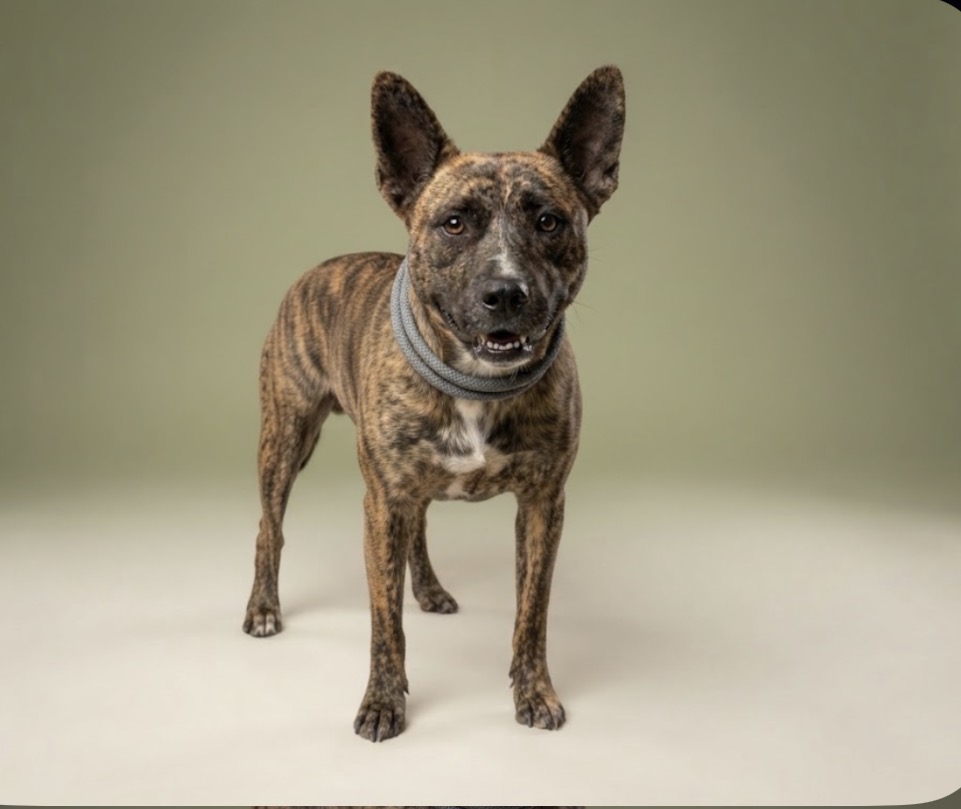 Shelter Stray Female Dog last seen , 957 N Gaffey St, San Pedro, CA 90731, USA