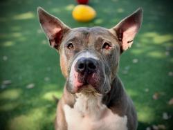 Shelter Stray Male Dog last seen , 2769 Conroy Rd, Orlando, FL 32839, USA