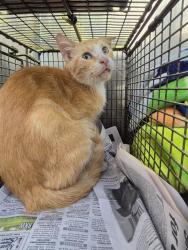 Shelter Stray Male Cat last seen Near BLOCK BEAL ST, 4710 TX-151, San Antonio, TX 78227, USA