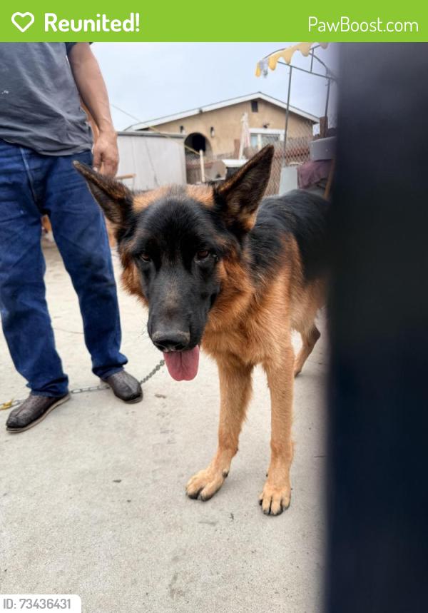 Reunited Male Dog last seen Franklin st, San Diego, CA 92113
