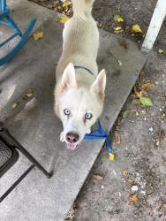 Lost Female Dog last seen Milann Street, Victoria, Tx, Usa, Victoria, TX 77901