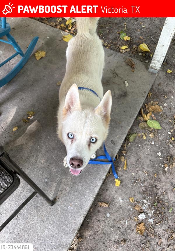 Lost Female Dog last seen Milann Street, Victoria, Tx, Usa, Victoria, TX 77901