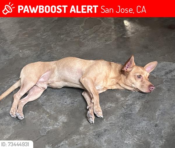 Lost Male Dog last seen Av. villas de privalia, San Jose, CA 95112