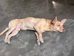 Lost Male Dog last seen Av. villas de privalia, San Jose, CA 95112
