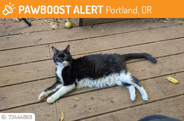 Found/Stray Male Cat last seen Se hawthorne and se 50th ave, Portland, OR 97215