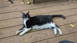Found/Stray Male Cat last seen Se hawthorne and se 50th ave, Portland, OR 97215