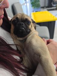 Found/Stray Female Dog last seen Near w bell rd Glendale, Glendale, AZ 85306