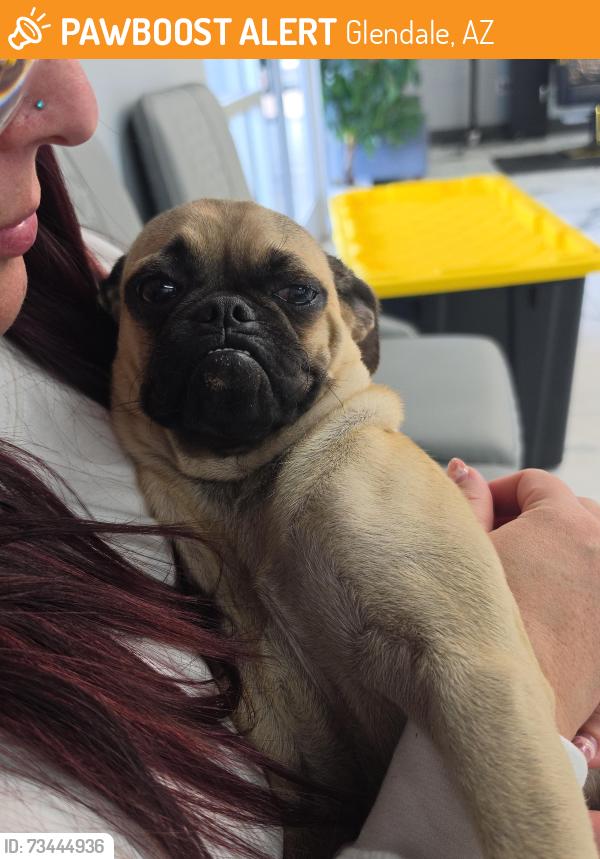 Found/Stray Female Dog last seen Near w bell rd Glendale, Glendale, AZ 85306