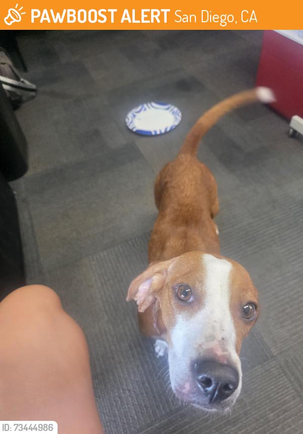 Found/Stray Female Dog last seen Ocean Biew Blvd & South 29th St, San Diego, CA 92113
