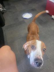 Found/Stray Female Dog last seen Ocean Biew Blvd & South 29th St, San Diego, CA 92113