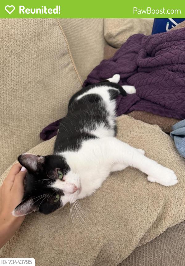 Reunited Female Cat last seen There’s a primary school and a hill there’s also Gladstone park, Greater London, England 