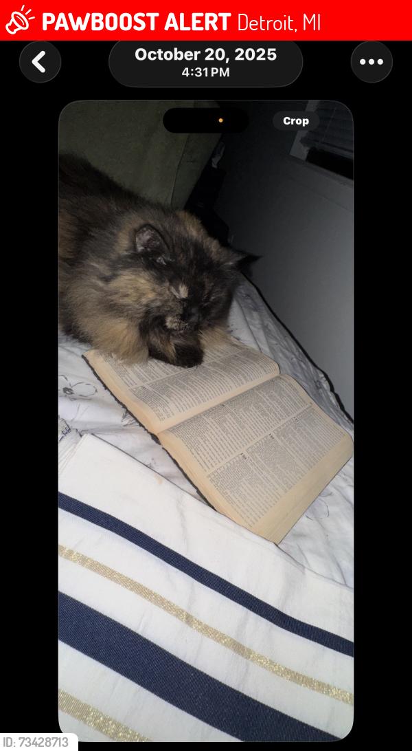 Lost Female Cat last seen Lafayette Park Place Apartment Homes, Detroit, MI 48207