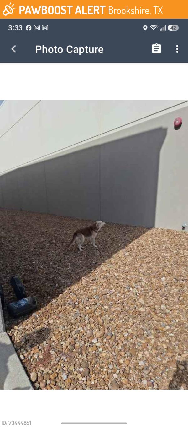 Found/Stray Unknown Dog last seen Sharp Warehouse, Brookshire, TX 77423