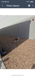 Found/Stray Unknown Dog last seen Sharp Warehouse, Brookshire, TX 77423