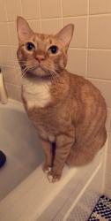 Lost Female Cat last seen Edwards, Oliver, Ripley, Paradise, CA 95969