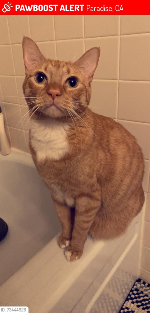 Lost Female Cat last seen Edwards, Oliver, Ripley, Paradise, CA 95969