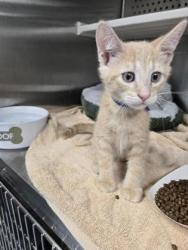 Shelter Stray Male Cat last seen SIERRA BL & SEQUOIA ST, Roseville City, CA, 200 Tahoe Ave, Roseville, CA 95678, USA