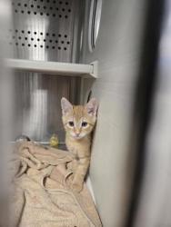Shelter Stray Male Cat last seen SIERRA BL & SEQUOIA ST, Roseville City, CA, 200 Tahoe Ave, Roseville, CA 95678, USA