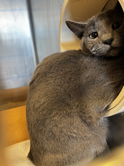 Shelter Stray Unknown Cat last seen Sharp Cir and Breuner Dr, Roseville City, CA, 200 Tahoe Ave, Roseville, CA 95678, USA