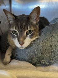 Shelter Stray Unknown Cat last seen N Hayden Pkwy & Pruett Dr, Roseville City, CA, 200 Tahoe Ave, Roseville, CA 95678, USA