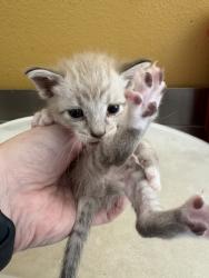 Shelter Stray Male Cat last seen Gross Rd & Hillcrest St, 75149, TX, 1650 Gross Rd, Mesquite, TX 75149, USA