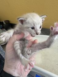 Shelter Stray Female Cat last seen Gross Rd & Hillcrest St, 75149, TX, 1650 Gross Rd, Mesquite, TX 75149, USA