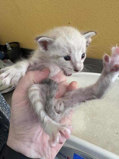 Shelter Stray Female Cat last seen Gross Rd & Hillcrest St, 75149, TX, 1650 Gross Rd, Mesquite, TX 75149, USA