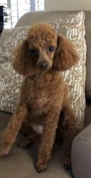 Reunited Female Dog last seen Wilcox Park, San Jose, CA 95125
