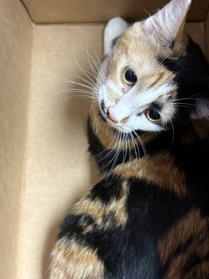 Shelter Stray Female Cat last seen Near Plaza Azul, El Paso, TX 79912, CITY of El Paso, TX, 5001 Fred Wilson Ave, El Paso, TX 79906, USA