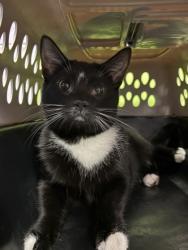 Shelter Stray Male Cat last seen Near Plaza Azul, El Paso, TX 79912, CITY of El Paso, TX, 5001 Fred Wilson Ave, El Paso, TX 79906, USA