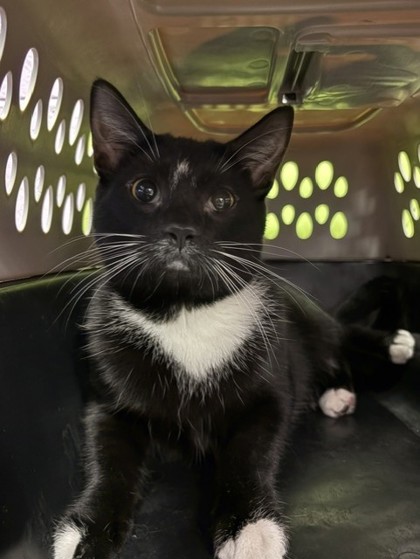 Shelter Stray Male Cat last seen Near Plaza Azul, El Paso, TX 79912, CITY of El Paso, TX, 5001 Fred Wilson Ave, El Paso, TX 79906, USA