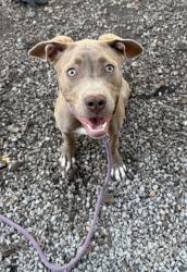 Shelter Stray Female Dog last seen Near gentrys walk chamblee ga 30341, 30341, GA, 3280 Chamblee Dunwoody Rd, Chamblee, GA 30341, USA
