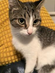 Shelter Stray Female Cat last seen Near Camden Oak Way, 30058, GA, 3280 Chamblee Dunwoody Rd, Chamblee, GA 30341, USA