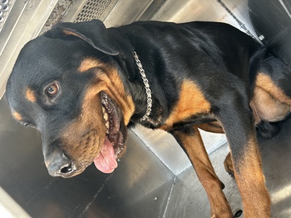 Shelter Stray Male Dog last seen Near BINYON ST, South District, TX, 355 Hillshire Dr, Haslet, TX 76052, USA