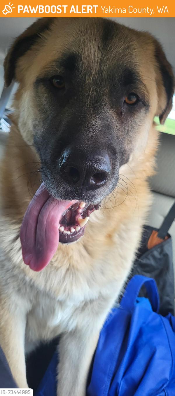 Found/Stray Male Dog last seen Cottonwood and Syei, Yakima County, WA 98908