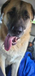 Found/Stray Male Dog last seen Cottonwood and Syei, Yakima County, WA 98908