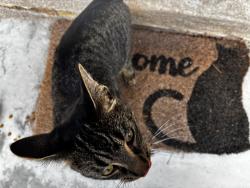 Found/Stray Male Cat last seen Stephenson and 11 mile Rd, Royal Oak, MI 48067