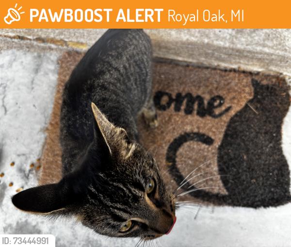 Found/Stray Male Cat last seen Stephenson and 11 mile Rd, Royal Oak, MI 48067