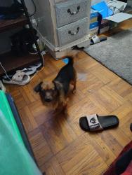 Reunited Female Dog last seen Rio linda blvd, Sacramento, CA 95838