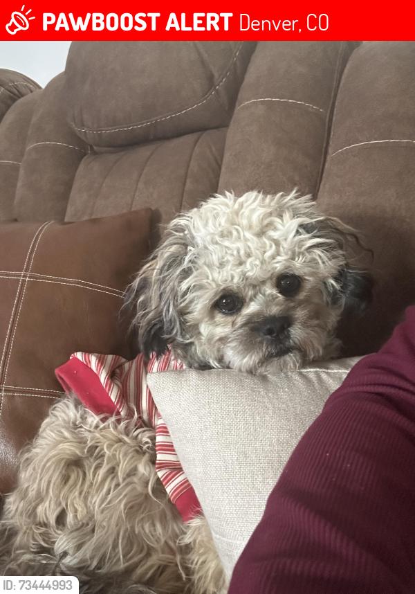 Lost Male Dog last seen Crown and crystal, Denver, CO 80239