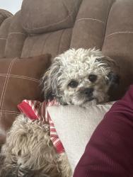 Lost Male Dog last seen Crown and crystal, Denver, CO 80239