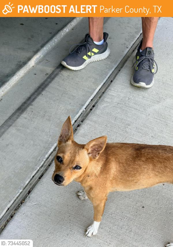 Found/Stray Female Dog last seen McClendon Rd, Parker County, TX 76088