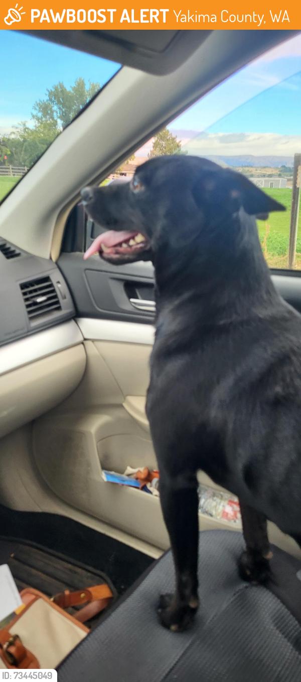 Found/Stray Female Dog last seen Cottonwood and Stein, Yakima County, WA 98908